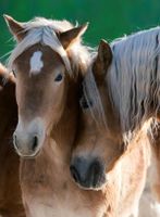 Ravensburger Horse Portrait - obrázek puzzlí