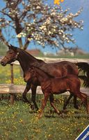Ravensburger Horses in the Spring - obrázek puzzlí