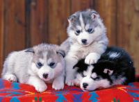 Ravensburger Huskies - puzzle image