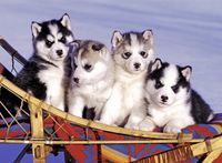 Ravensburger Husky Puppies - puzzle image