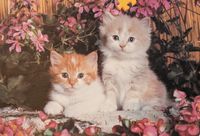 Ravensburger Kitten Duet - puzzle image