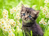 Ravensburger Kitten in the Meadow - obrázek puzzlí