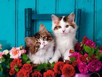 Ravensburger Kittens and Roses - puzzle image