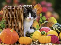 Ravensburger Kittens in Autumn - obrázek puzzlí