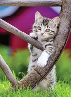 Ravensburger Kittens in the Countryside - Wheel - obrázek puzzlí