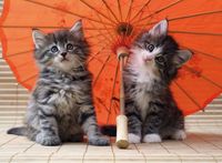 Ravensburger Kittens under an Umbrella - obrázek puzzlí
