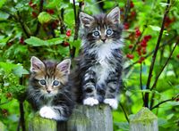 Ravensburger Kitties on the Fence - obrázek puzzlí