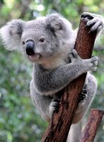 Ravensburger Koala - obrázek puzzlí