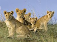 Ravensburger Lion Babies - obrázek puzzlí