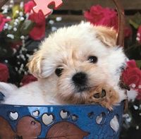 Ravensburger Lion Puppy - puzzle image