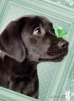 Ravensburger Lucky Puppy - obrázek puzzlí