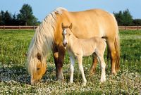 Ravensburger Mare with her Foal - puzzle image