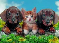 Ravensburger My Pals - puzzle image