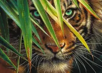 Ravensburger Mysterious Tiger - obrázek puzzlí
