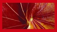Ravensburger Natural Impressions in Red - puzzle image
