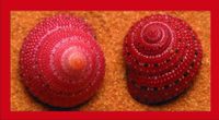 Ravensburger Natural Impressions in Red - puzzle image