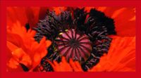 Ravensburger Natural Impressions in Red - puzzle image