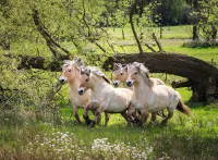 Ravensburger Norwegian Fjord Horses - obrázek puzzlí