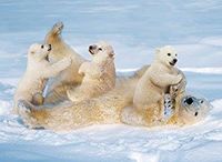 Ravensburger Polar Happiness - puzzle image