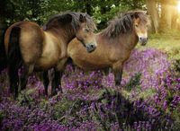 Ravensburger Ponies in the Flowers - puzzle image