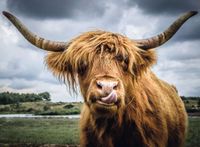 Ravensburger Puzzle Moment: Highland Cattle - puzzle image