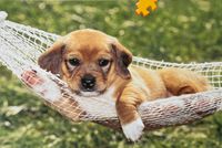 Ravensburger Relax! - obrázek puzzlí