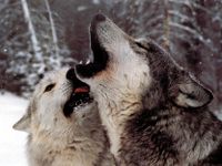 Ravensburger Sawtooth Wolves - obrázek puzzlí
