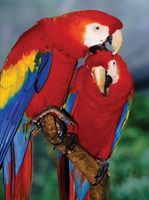 Ravensburger Scarlet Macaw - obrázek puzzlí