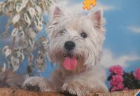 Ravensburger West Highland White Terrier - obrázek puzzlí