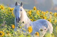 Ravensburger Sunflower Horse - obrázek puzzlí