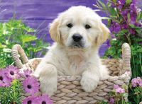 Ravensburger Sweet Golden Retriever - obrázek puzzlí
