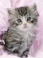 Ravensburger Sweet Kitten - obrázek puzzlí