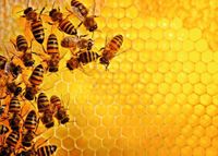 Ravensburger The Beehive - Challenge Puzzle - puzzle image