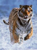 Ravensburger Tiger in Winter - puzzle image