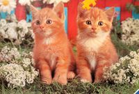 Ravensburger Two Pets - puzzle image