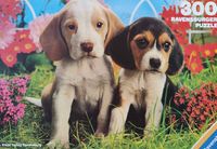 Ravensburger Two Young Beagles - obrázek puzzlí
