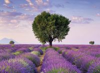 Ravensburger Valensole, France - puzzle image