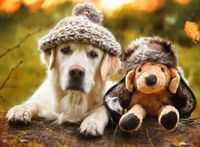 Ravensburger Winter Labrador - obrázek puzzlí