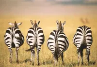 Ravensburger Puzzle Moment: Zebra - obrázek puzzlí