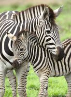 Ravensburger Zebra Love - puzzle image