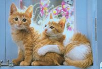 Schmidt Cats in a Window - obrázek puzzlí