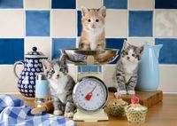 Schmidt Cats in the Kitchen - obrázek puzzlí