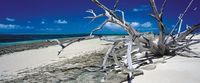 Schmidt Green Island - puzzle image