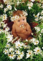 Schmidt Margherita - obrázek puzzlí