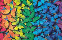 Tactic Rainbow Butterflies - puzzle image