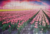 TCG Toys Colourful Sunset - Puzzlebild