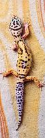 Trefl Basking Lizard - puzzle image