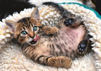 Trefl Cheerful Kitten - imagen del puzzle