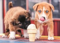 Trefl Ice-Cream Time! - obrázek puzzlí