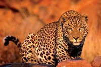 Trefl Leopard - puzzle image